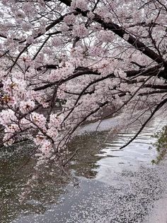 pink flowers are blooming on the tree next to the water's edge in this photo