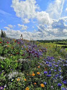 a field filled with lots of flowers under a blue sky covered in white fluffy clouds