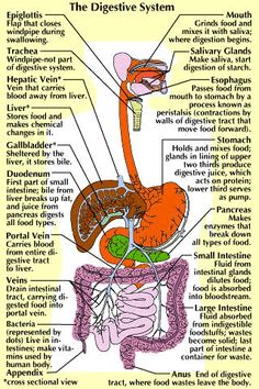 an image of the digest system