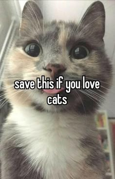 a cat with its mouth open and the caption says save this if you love cats