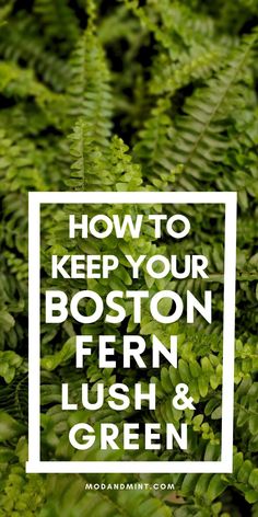 the words how to keep your boston fern lush and green