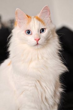 a white and orange cat with blue eyes sitting on a black chair looking at the camera