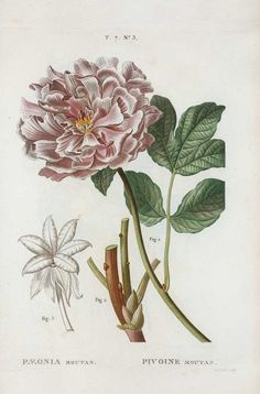 an illustration of a pink flower with green leaves