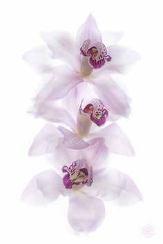 three white orchids with purple centers on a white background