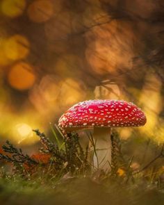 a red mushroom sitting on top of a lush green field