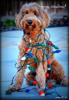 a brown dog sitting on top of a sidewalk covered in christmas lights