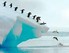 a flock of birds flying over an iceberg