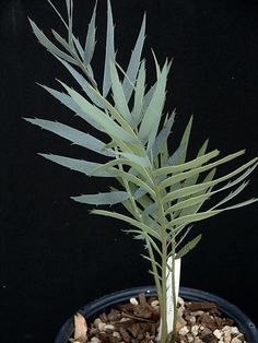 a green plant in a black pot with rocks