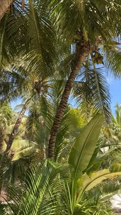 palm trees and blue sky in the background