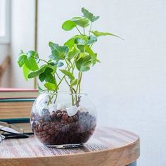 a potted plant sitting on top of a wooden table next to a pair of glasses