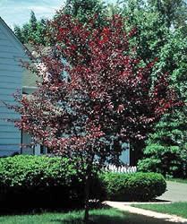 a red tree in front of a blue house