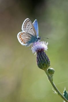 a small blue butterfly sitting on top of a flower