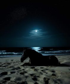 a horse is laying on the beach at night with the moon in the sky above it