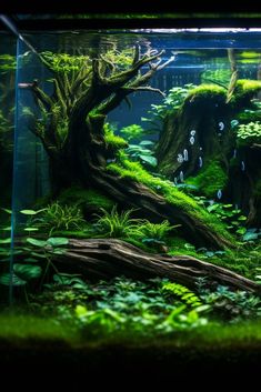 an aquarium filled with green plants and rocks