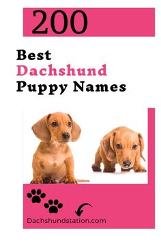 two puppies sitting next to each other with the words best dachshund puppy names