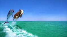 two cows are jumping out of the water to catch a fish that is swimming by