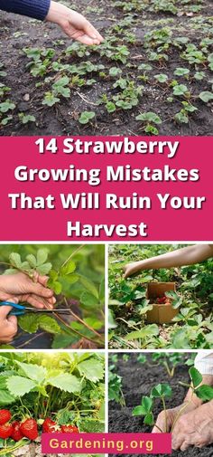 strawberry picking is one of the most fun things to do with kids in the garden