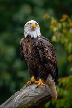 an eagle sitting on top of a tree branch in front of some leaves and trees