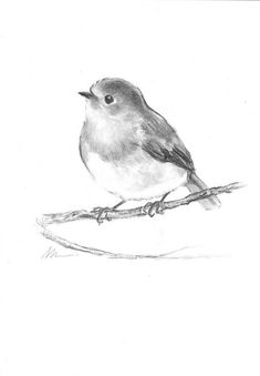 a pencil drawing of a bird sitting on a branch