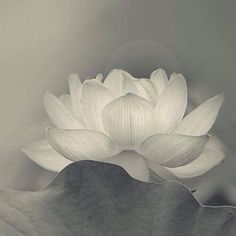 a large white flower sitting on top of a leaf