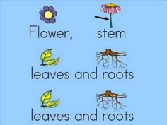 Parts of a Plant Song Plant Songs Preschool, Grow A Plant Song, Plant Lifecycle Worksheets, Needs Of A Plant Kindergarten, Plant Song, Life Cycle Of A Flowering Plant, Classroom Videos, Science Videos