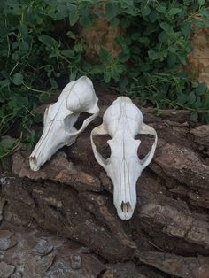 two animal skulls are sitting on some rocks