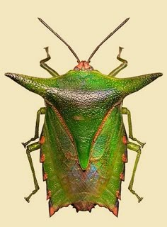 a close up of a green bug on a white background