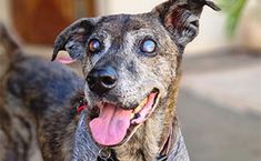 a close up of a dog with its tongue out