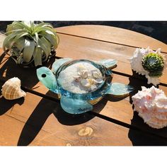 some sea shells are sitting on a table next to a potted succulent