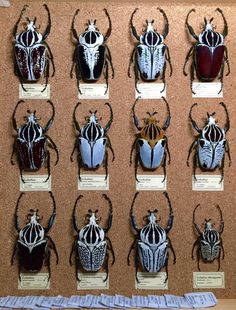 a group of different types of bugs on display