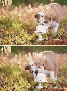 a dog with a crown on its head eating cake