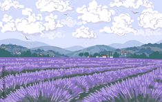 a lavender field with birds flying in the sky