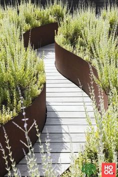 a wooden walkway surrounded by lots of plants