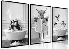 three black and white pictures of cows in a bathtub with a newspaper on the floor