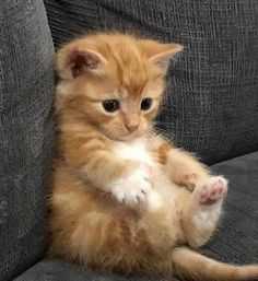 a small orange kitten sitting on top of a gray couch with its paws up in the air