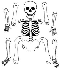 the skeleton is shown in four different positions, including one for each arm and two for the