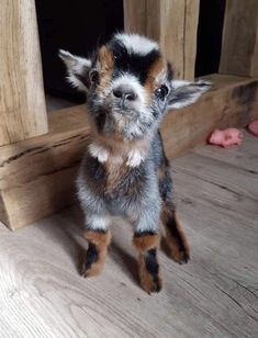 a small brown and black dog standing on top of a wooden floor next to a door