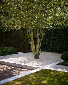 a small tree in the middle of a garden with white gravel and green bushes behind it