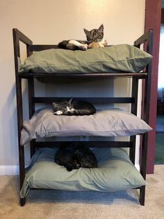 three cats are sleeping on top of the bunk beds