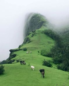 several cows grazing on the side of a grassy hill with fog in the air behind them