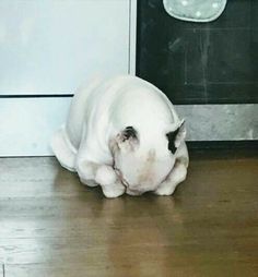 a white dog laying on the floor next to a door