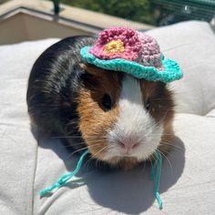 a guinea pig wearing a crocheted hat on top of it's head