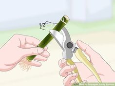 How to Propagate Lucky Bamboo: 14 Steps (with Pictures) - wikiHow Bamboo House Plant, Eco System