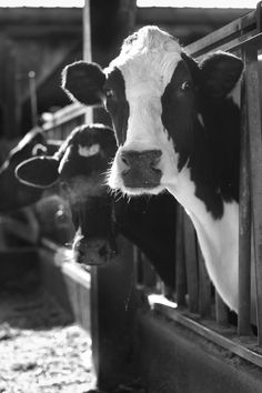 black and white photograph of cows looking out from their stalls at the camera, in an enclosed area