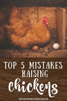 a chicken laying on the ground next to an egg in a coop with text overlay top 5 mistakes raising chickens