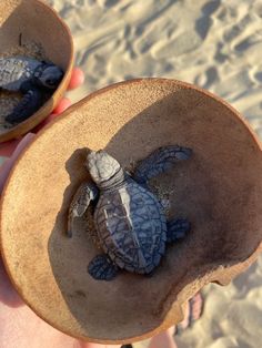 two small turtles are in a bowl on the beach, one is being held up by someone's hand