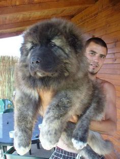 a man holding a large dog in his arms