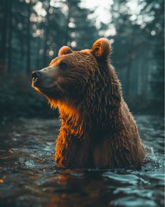 a large brown bear sitting in the middle of a body of water with trees in the background