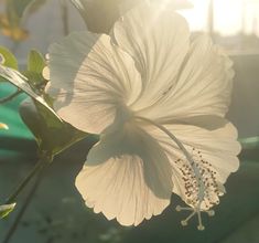 a large white flower sitting on top of a green plant