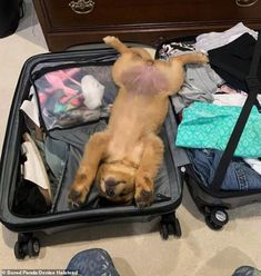 a brown dog laying on top of an open suitcase